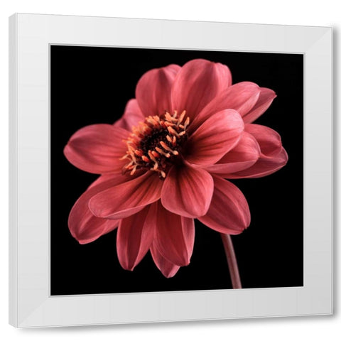 AF20110818 Dahlia 046C25 White Modern Wood Framed Art Print by Frank, Assaf