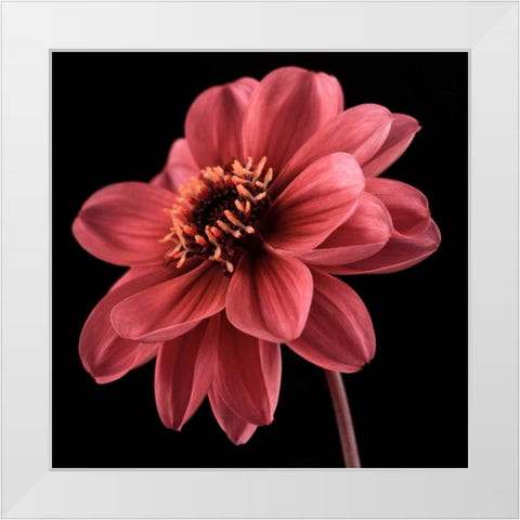 AF20110818 Dahlia 046C25 White Modern Wood Framed Art Print by Frank, Assaf