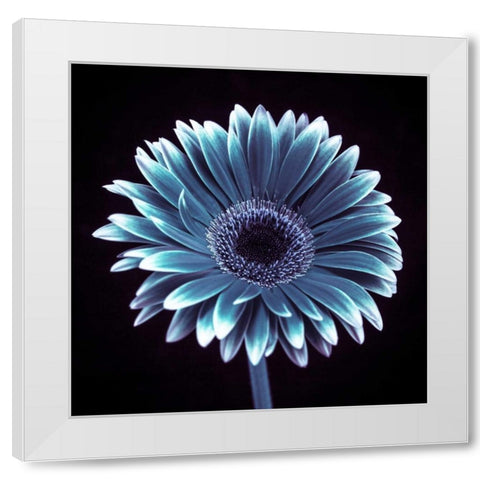 AF20120911 Gerbera 015C18 White Modern Wood Framed Art Print by Frank, Assaf