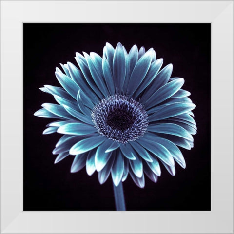 AF20120911 Gerbera 015C18 White Modern Wood Framed Art Print by Frank, Assaf