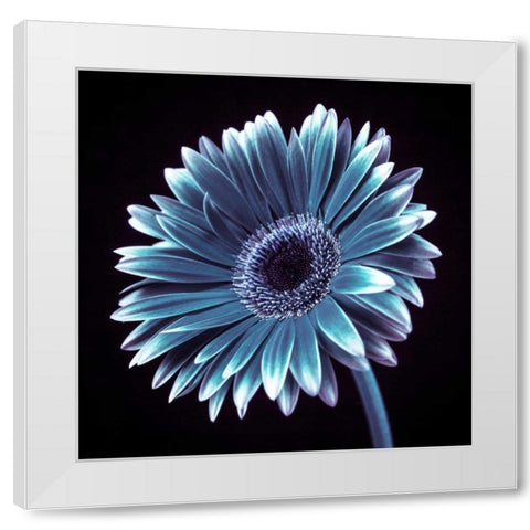 AF20120911 Gerbera 036C18 White Modern Wood Framed Art Print by Frank, Assaf