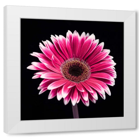 AF20120911 Gerbera 015C19 White Modern Wood Framed Art Print by Frank, Assaf