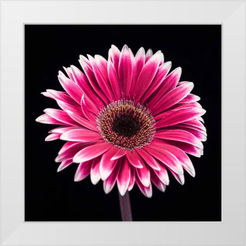 AF20120911 Gerbera 015C19 White Modern Wood Framed Art Print by Frank, Assaf
