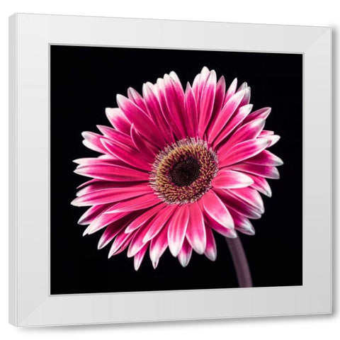 AF20120911 Gerbera 036C19 White Modern Wood Framed Art Print by Frank, Assaf