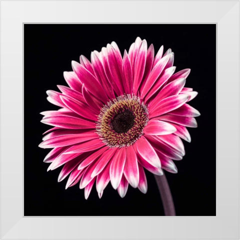 AF20120911 Gerbera 036C19 White Modern Wood Framed Art Print by Frank, Assaf