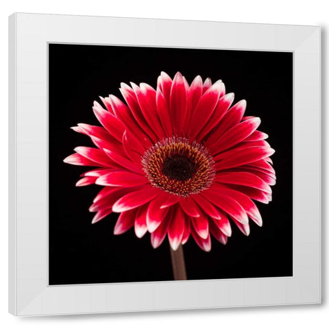 AF20120911 Gerbera 015C20 White Modern Wood Framed Art Print by Frank, Assaf
