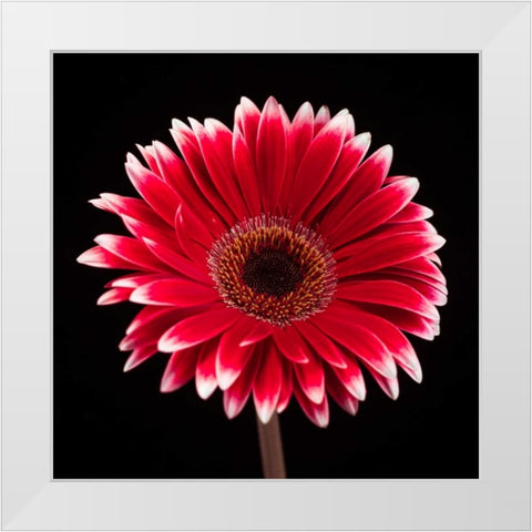 AF20120911 Gerbera 015C20 White Modern Wood Framed Art Print by Frank, Assaf