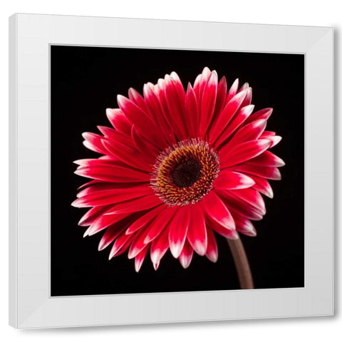 AF20120911 Gerbera 036C20 White Modern Wood Framed Art Print by Frank, Assaf