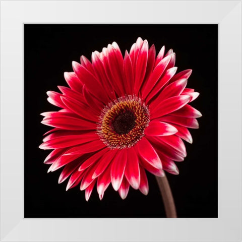 AF20120911 Gerbera 036C20 White Modern Wood Framed Art Print by Frank, Assaf