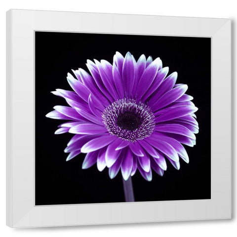 AF20120911 Gerbera 015C21 White Modern Wood Framed Art Print by Frank, Assaf