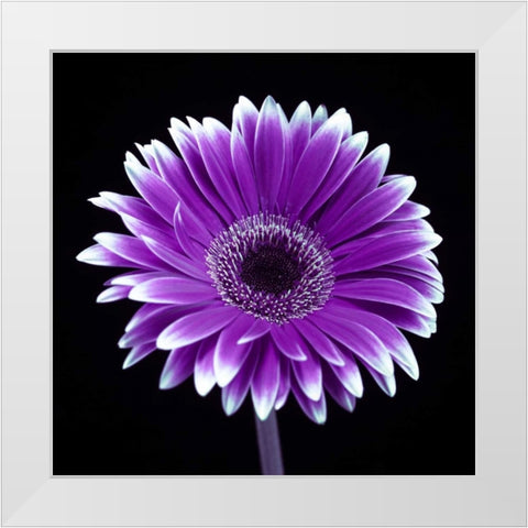 AF20120911 Gerbera 015C21 White Modern Wood Framed Art Print by Frank, Assaf