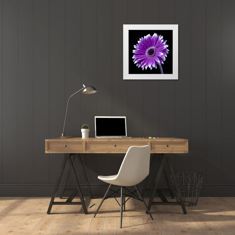 AF20120911 Gerbera 036C21 White Modern Wood Framed Art Print by Frank, Assaf