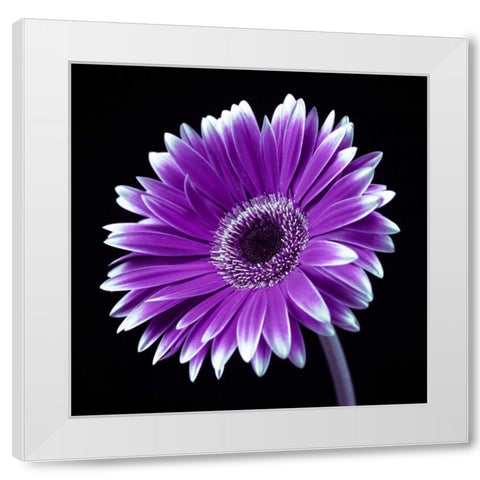 AF20120911 Gerbera 036C21 White Modern Wood Framed Art Print by Frank, Assaf