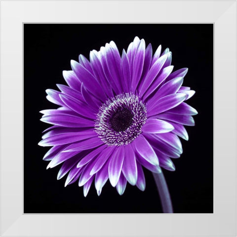 AF20120911 Gerbera 036C21 White Modern Wood Framed Art Print by Frank, Assaf