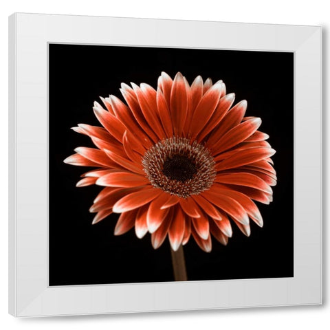 AF20120911 Gerbera 015C22 White Modern Wood Framed Art Print by Frank, Assaf