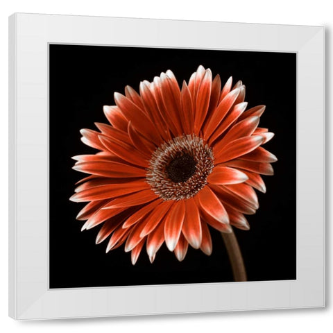 AF20120911 Gerbera 036C22 White Modern Wood Framed Art Print by Frank, Assaf