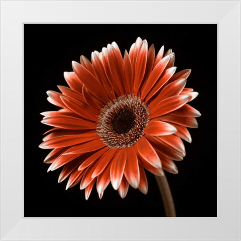 AF20120911 Gerbera 036C22 White Modern Wood Framed Art Print by Frank, Assaf
