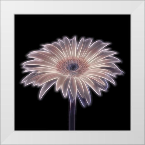 FTBR 1656 Gerbera White Modern Wood Framed Art Print by Frank, Assaf