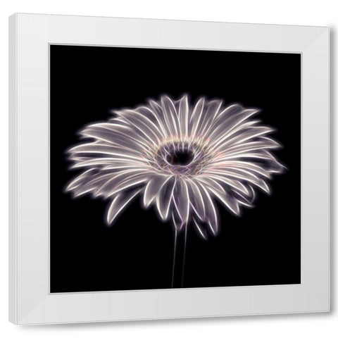 FTBR 1658 Gerbera White Modern Wood Framed Art Print by Frank, Assaf