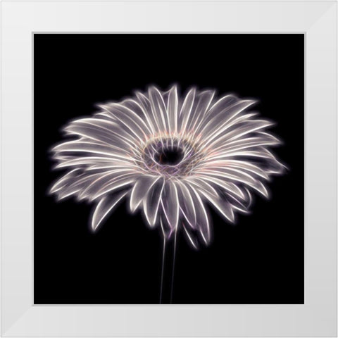 FTBR 1658 Gerbera White Modern Wood Framed Art Print by Frank, Assaf