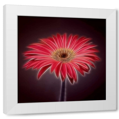 AF20110820 Gerbera 023C03P2P White Modern Wood Framed Art Print by Frank, Assaf
