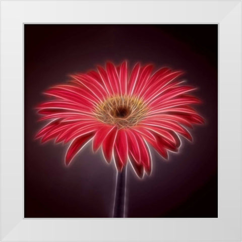AF20110820 Gerbera 023C03P2P White Modern Wood Framed Art Print by Frank, Assaf