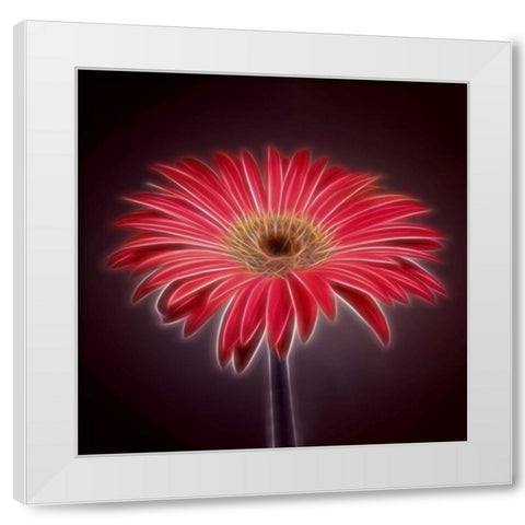 AF20110820 Gerbera 023C03P2PC01 White Modern Wood Framed Art Print by Frank, Assaf