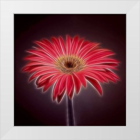 AF20110820 Gerbera 023C03P2PC01 White Modern Wood Framed Art Print by Frank, Assaf
