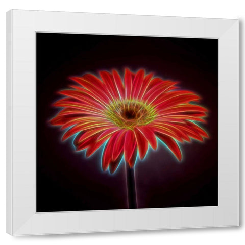 AF20110820 Gerbera 023C03PPC01 White Modern Wood Framed Art Print by Frank, Assaf