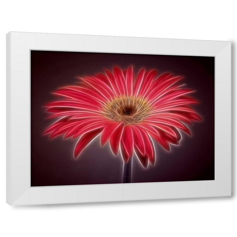 AF20110820 Gerbera 023C03P-2 White Modern Wood Framed Art Print by Frank, Assaf