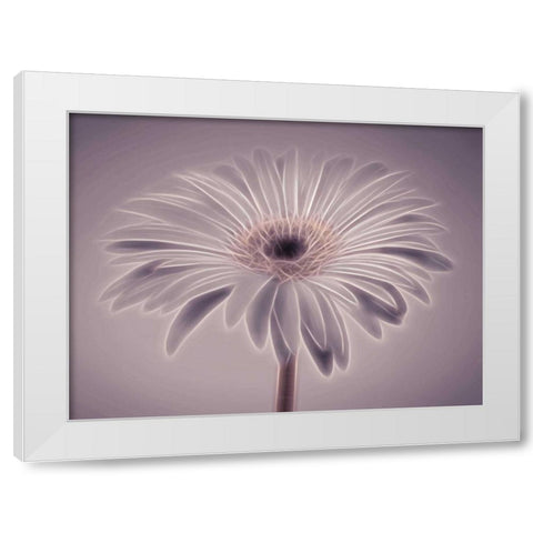 AF20110820 Gerbera 028C01PC02 White Modern Wood Framed Art Print by Frank, Assaf