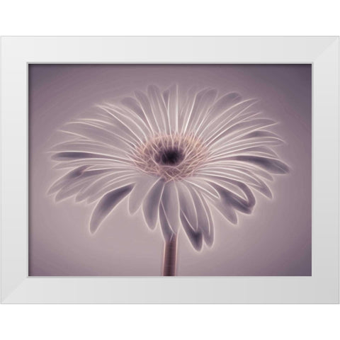 AF20110820 Gerbera 028C01PC02 White Modern Wood Framed Art Print by Frank, Assaf