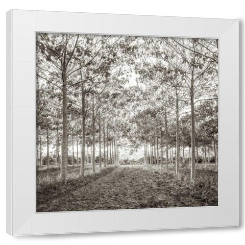 Pathway through trees in forest, AF20151226-078C01 White Modern Wood Framed Art Print by Frank, Assaf