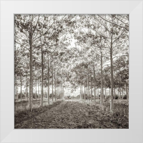 Pathway through trees in forest, AF20151226-078C01 White Modern Wood Framed Art Print by Frank, Assaf