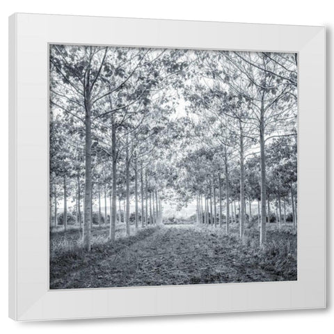 Pathway through trees in forest White Modern Wood Framed Art Print by Frank, Assaf