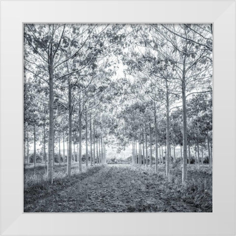 Pathway through trees in forest White Modern Wood Framed Art Print by Frank, Assaf
