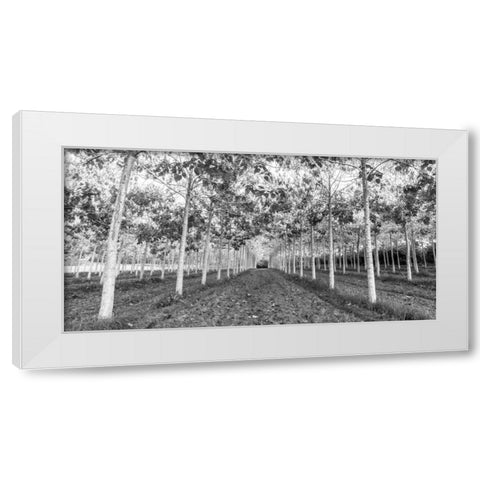 Pathway through trees in forest White Modern Wood Framed Art Print by Frank, Assaf