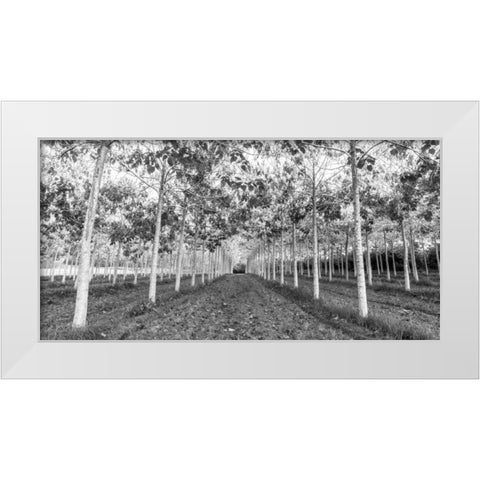 Pathway through trees in forest White Modern Wood Framed Art Print by Frank, Assaf