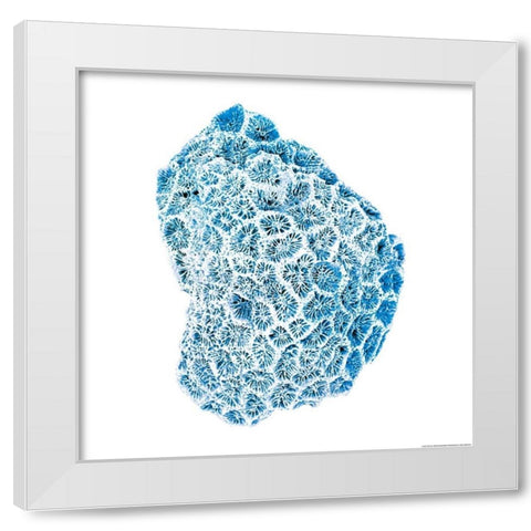 Blue Coral White Modern Wood Framed Art Print by Brando, JJ