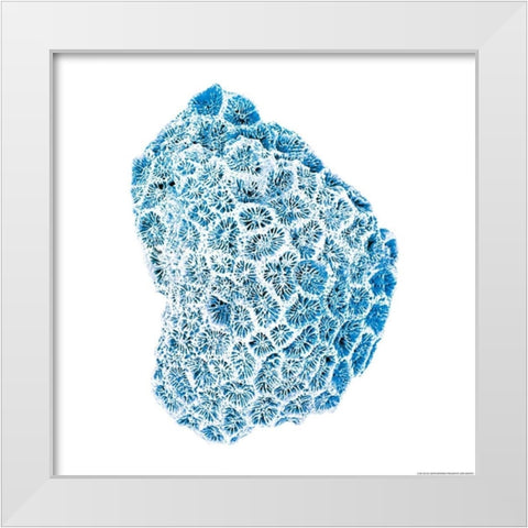 Blue Coral White Modern Wood Framed Art Print by Brando, JJ
