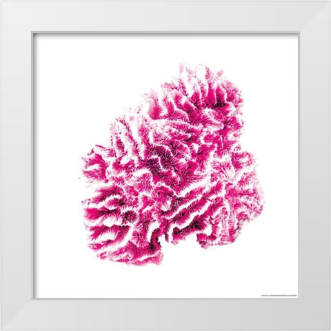 Red Coral White Modern Wood Framed Art Print by Brando, JJ