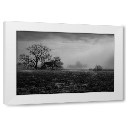 Shaded Trees White Modern Wood Framed Art Print by Linden, Sally