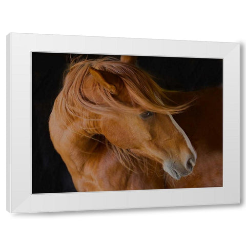 Beautiful Mane White Modern Wood Framed Art Print by Linden, Sally