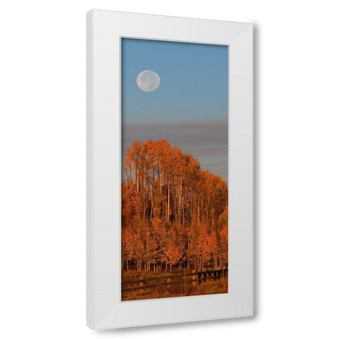 Fall Trees Moon 1 White Modern Wood Framed Art Print by Linden, Sally