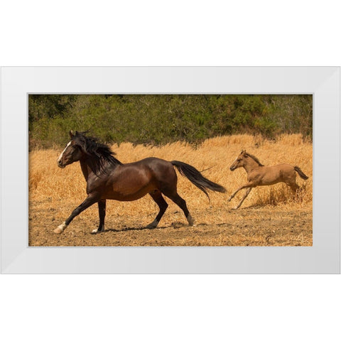 Amante and Amber White Modern Wood Framed Art Print by Linden, Sally