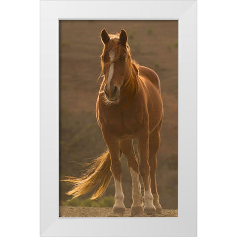 Blowing In The Wind White Modern Wood Framed Art Print by Linden, Sally