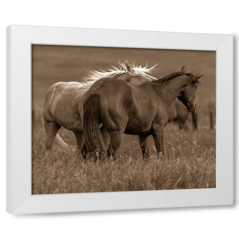 Horse Walk White Modern Wood Framed Art Print by Linden, Sally