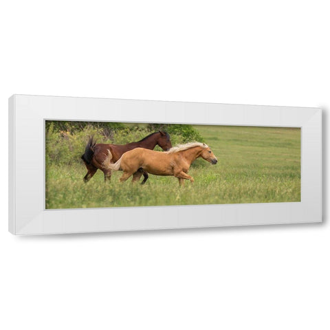 Horse Play White Modern Wood Framed Art Print by Linden, Sally