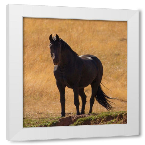 Black Beauty White Modern Wood Framed Art Print by Linden, Sally