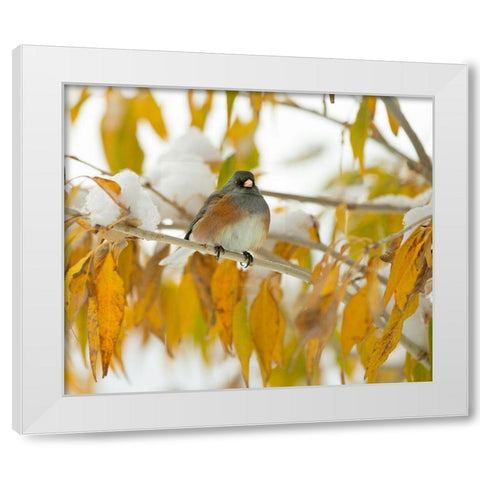 First Snow White Modern Wood Framed Art Print by Linden, Sally